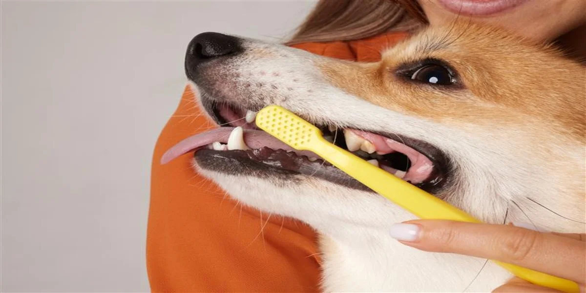 dog-image